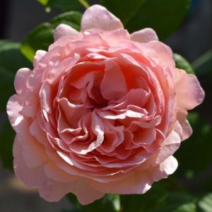 プリンセスシャルレーヌドゥモナコの商品一覧 通販 Yahoo ショッピング