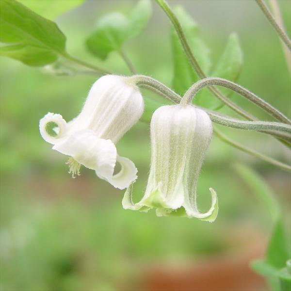 予約販売 クレマチス 苗 白磁 テキセンシス・ヴィオルナ系 落合さんのクレマチス 2年生苗 10.5...