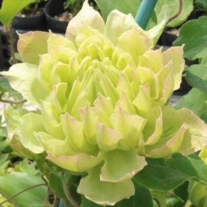 花苗 クレマチスセット 2種2株 送料込み / 花の苗 つる性植物 花壇向き