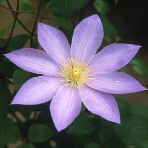 群生 妖鬼殿 紫肌 テフロカクタス モリネンシス 蛸壺 サボテン テフロカクタス・妖鬼殿 | trigger 群生 妖鬼殿 紫肌 テフロカクタス