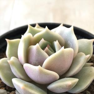 日本花キ流通 多肉植物 hmエケベリア オルペット エケベリア 6cmポット