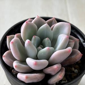 多肉植物 oriミックスベリア No.042 パステルブロッサム おらいさん苗