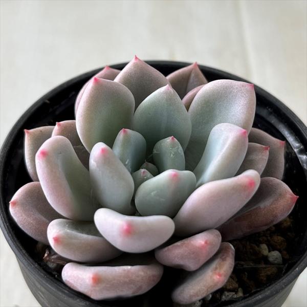 多肉植物 hmエケベリア オレンジシャーベット 多肉植物 エケベリア 6cmポット