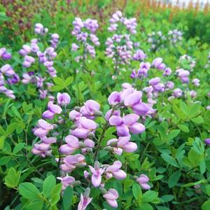 クリスマスローズ 広瀬園芸 クレオパトラ 0211-021 現品販売 送料無料