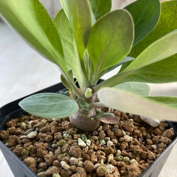 多肉植物 caオトンナ トリプリネルビア 多肉植物 コーデックス 冬型 9cmポット