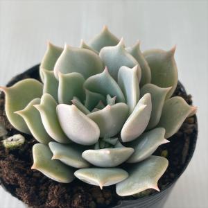 日本花キ流通 多肉植物 skエケベリア チェリークイーン 多肉植物