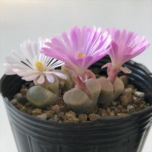 日本花キ流通 多肉植物 caコノフィツム Rラツム 桃尻娘 多肉植物