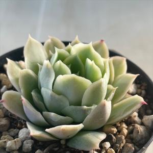 多肉植物 skエケベリア ルッツ 多肉植物 エケ...の商品画像