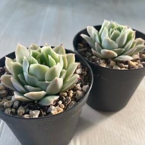 多肉植物 skエケベリア ルッツ 多肉植物 エ...の詳細画像1