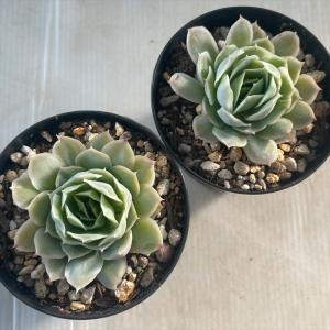 多肉植物 skエケベリア ルッツ 多肉植物 エ...の詳細画像2
