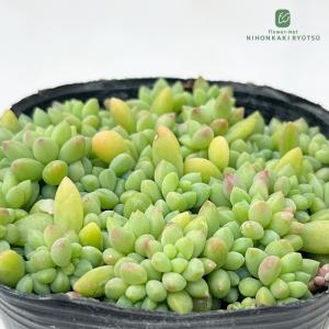 日本花キ流通 多肉植物 seエンジェルティアーズ錦 7.5cmポット