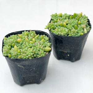 多肉植物 seセダム ばらまきピンクベリー 多...の詳細画像1