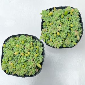 多肉植物 seセダム ばらまきピンクベリー 多...の詳細画像2