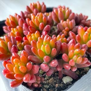 多肉植物 oriミックスベリア No.062 珊瑚の花 おらいさん苗 送料無料