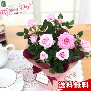 母の日 プレゼント ミニバラ スターローズ シャンパーニュ 4号鉢 送料無料 母の日ギフト 花 鉢植え バラ