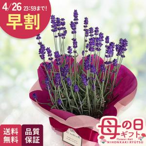 ＼ 早割 ／ 母の日 プレゼント ラベンダー 5号鉢 送料無料 母の日ギフト 花 鉢植え best 日本花キ流通