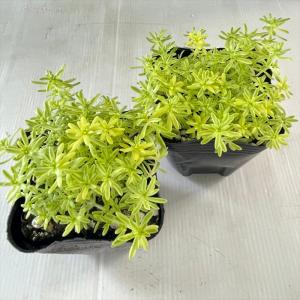 多肉植物 seセダム 斑入りミモザ 多肉植物 ...の詳細画像1