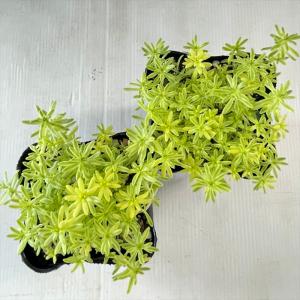 多肉植物 seセダム 斑入りミモザ 多肉植物 ...の詳細画像2