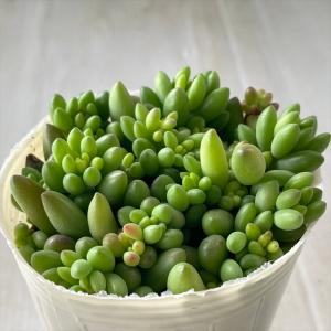 日本花キ流通 多肉植物 hmセダム ルビーティント多肉植物 セダム 6cm