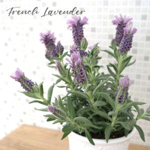 日本花キ流通 ラベンダー グロッソ 大株 6号ポット 送料無料 宿根草