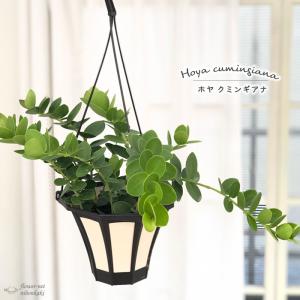 観葉植物 ホヤ クミンギアナ 5号 吊り鉢 吊り下げ ハンギング 送料無料 観葉植物 室内 贈り物 プレゼント インテリア おしゃれ grb｜flower-net