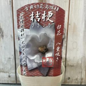 日本花キ流通 予約販売 キキョウ 苗 絞り咲き 八重 9cmポット ガーデン