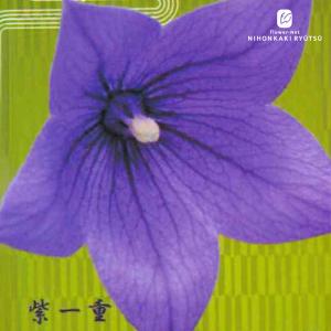 日本花キ流通 予約販売 キキョウ 苗 絞り咲き 八重 9cmポット ガーデン