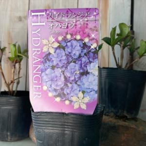 アジサイ 鉢植え ハイドランジア 花 ガーデニング の商品一覧 通販 Yahoo ショッピング