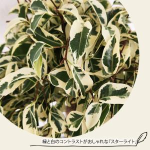 観葉植物 フィカス ベンジャミン スターライト...の詳細画像1