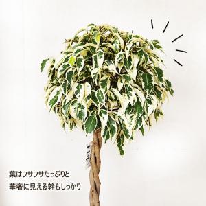 観葉植物 フィカス ベンジャミン スターライト...の詳細画像2