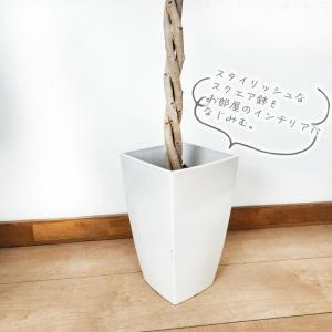 観葉植物 フィカス ベンジャミン スターライト...の詳細画像4