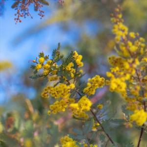 アカシア ミモザアカシア プルプレア 9cmポット パープレア 庭木 苗木 花木