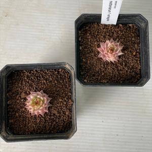 多肉植物 caセンペルビウム メッテニー錦 多...の詳細画像2