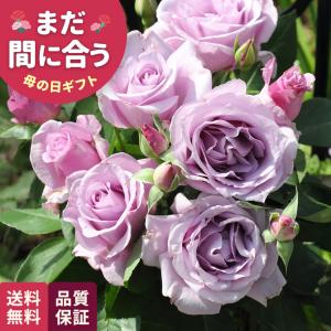 ＼ 早割 / 母の日 プレゼント バラ 河本バラ...の商品画像