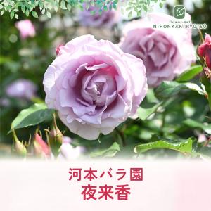 ＼ 早割 / 母の日 プレゼント バラ 河本バ...の詳細画像3