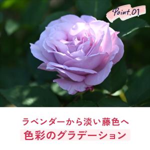 ＼ 早割 / 母の日 プレゼント バラ 河本バ...の詳細画像4
