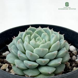 日本花キ流通 多肉植物 hmエケベリア ピンクネーション 多肉植物