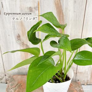 吉本花城園 【セール品】超お得セット！アロカシア 5品種 おまかせ