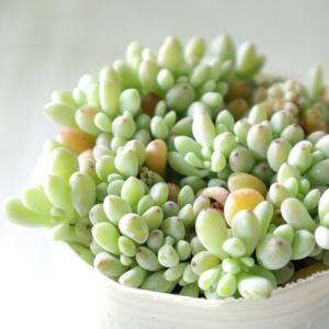 日本花キ流通 多肉植物 seクラッスラ ネモロサ クラッスラ 7.5cmポット