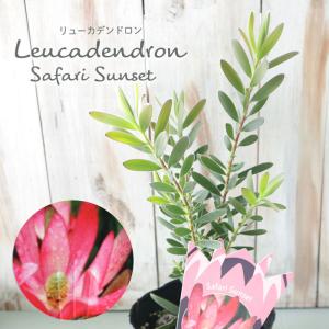 日本花キ流通 リューカデンドロン サファリマジック 5号鉢 Safari