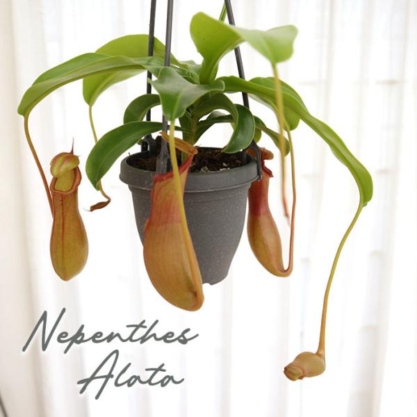 ネペンテス アラタ 食虫植物 3.5号鉢 吊り鉢 インテリア おしゃれ