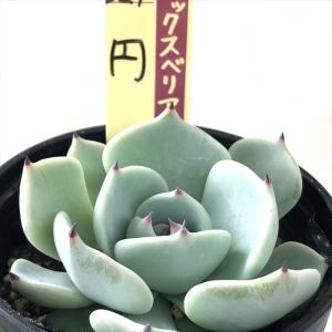 多肉植物 oriミックスベリア No.072 蛙の音 おらいさん苗 送料無料