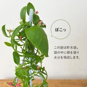観葉植物 ディスキディア カンガルーポケット ...の詳細画像1