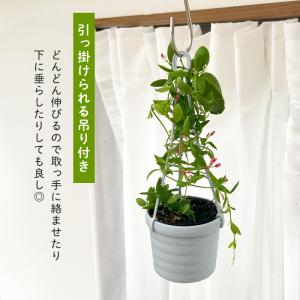 観葉植物 ディスキディア カンガルーポケット ...の詳細画像2