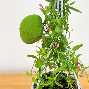 観葉植物 ディスキディア カンガルーポケット ...の詳細画像3