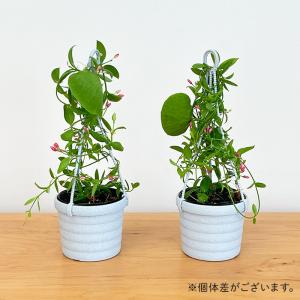 観葉植物 ディスキディア カンガルーポケット ...の詳細画像4