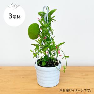 観葉植物 ディスキディア カンガルーポケット ...の詳細画像5