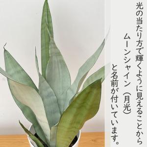 観葉植物 サンスベリア ムーンシャイン 5号鉢...の詳細画像1