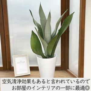 観葉植物 サンスベリア ムーンシャイン 5号鉢...の詳細画像2