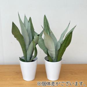 観葉植物 サンスベリア ムーンシャイン 5号鉢...の詳細画像3
